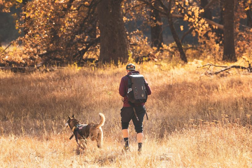 Chien en balade dans la nature — préparer sa randonnée