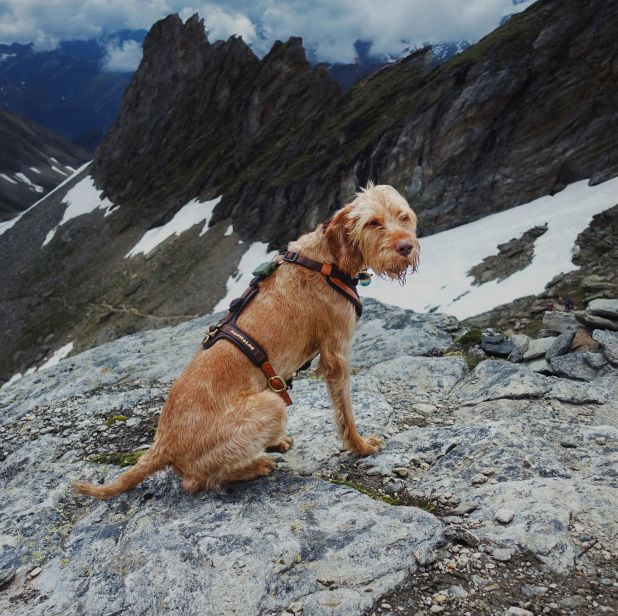 Chien équipé pour la randonnée — harnais et accessoires