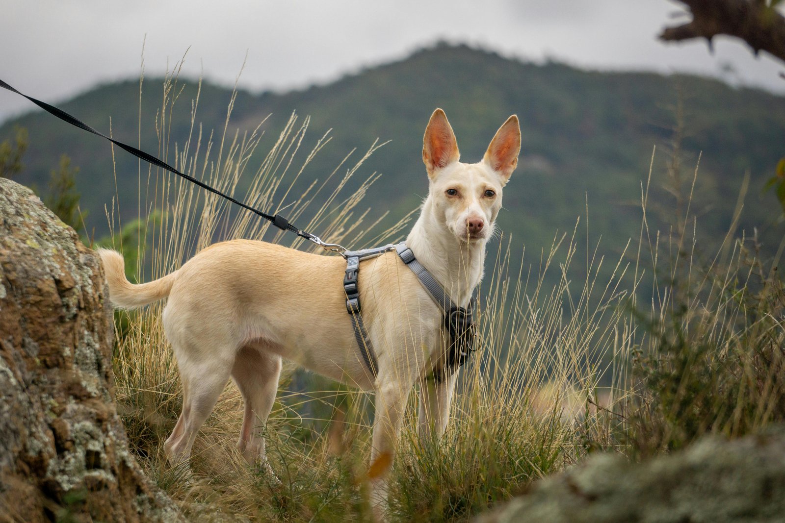 Chien en randonnée équipé — guide harnais, gourdes et accessoires