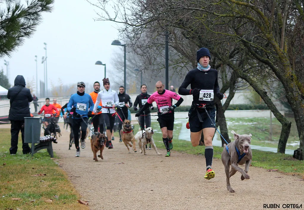 Comment débuter le canicross avec son chien