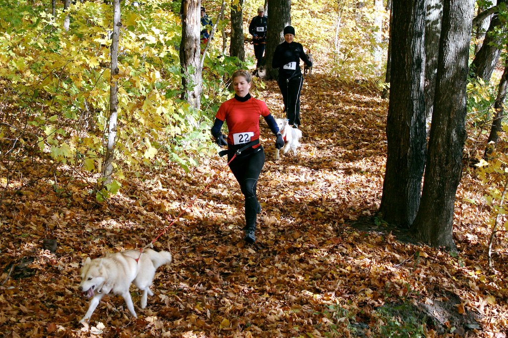 Chien en apprentissage du canicross sur sentier forestier