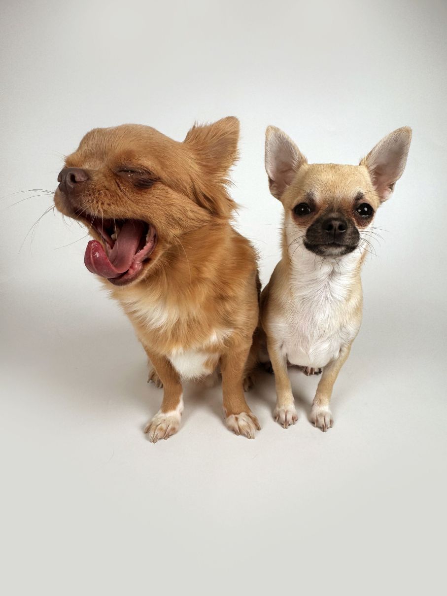 Portrait d'un chihuahua avant une balade