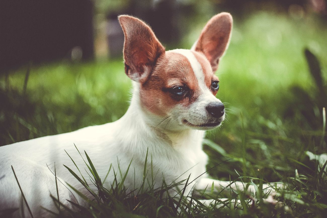 Randonnée avec un chihuahua : ce qu'il faut savoir avant de partir
