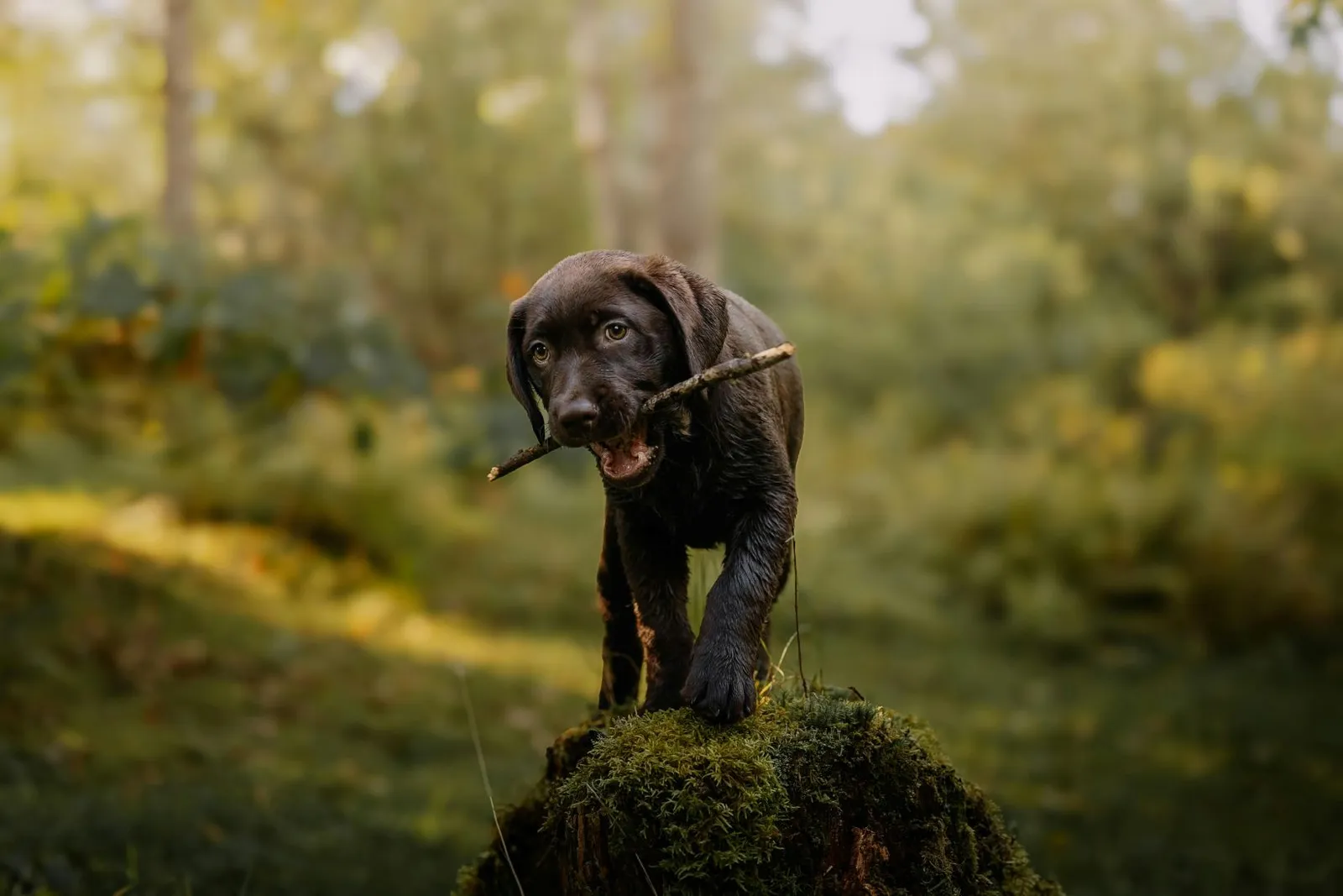 Randonnée avec un chiot : ce qu'il faut savoir avant de partir
