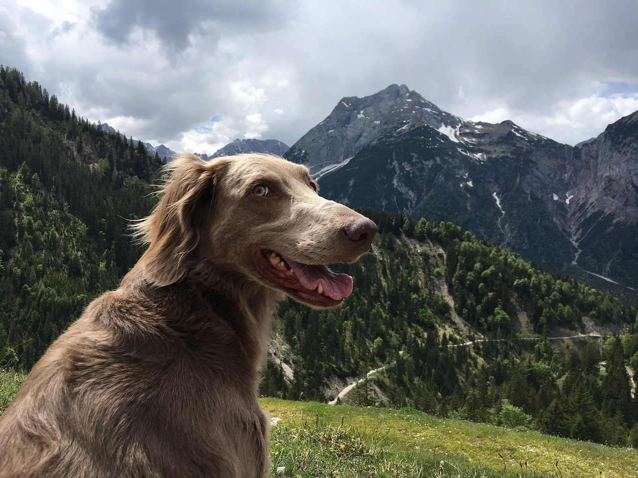 Quelle distance peut parcourir un chien en randonnée ?