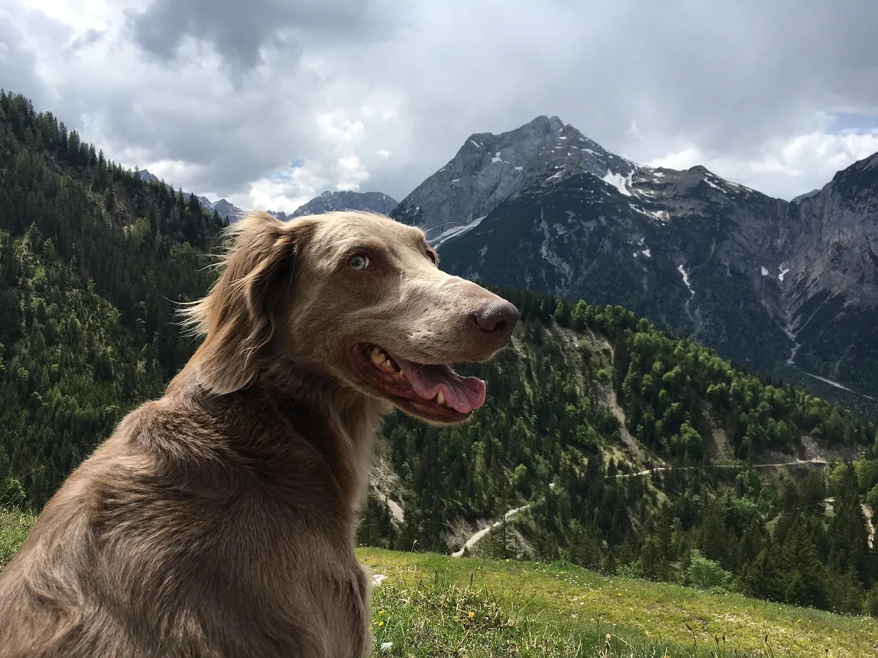 Quelle distance peut parcourir un chien en randonnée ?