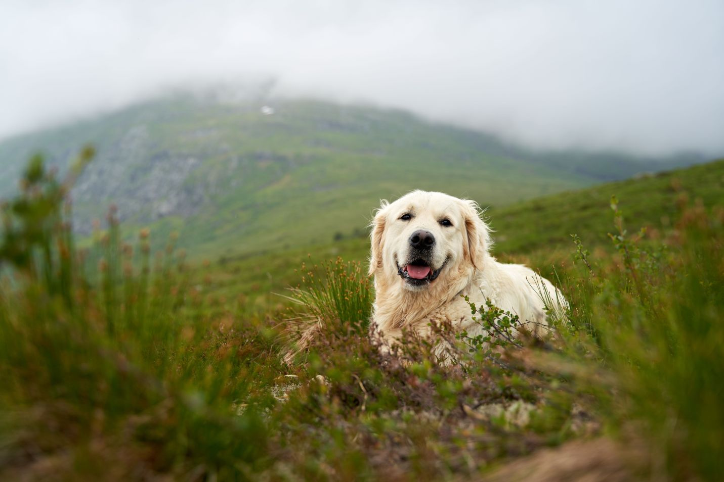 Randonnée avec un golden retriever