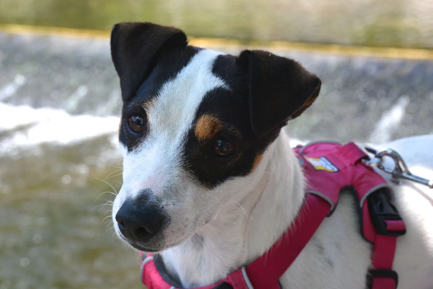 Comment habituer son chien à porter un harnais
