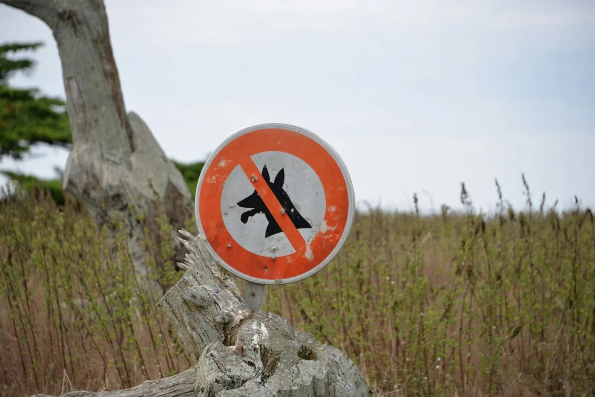 Chien en randonnée : où est-il autorisé ou interdit en France ?