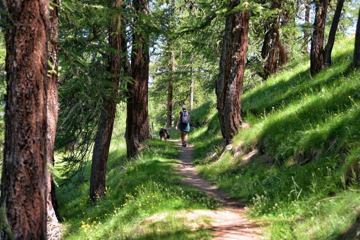 Propriétaire et son chien en randonnée sur un sentier de montagne