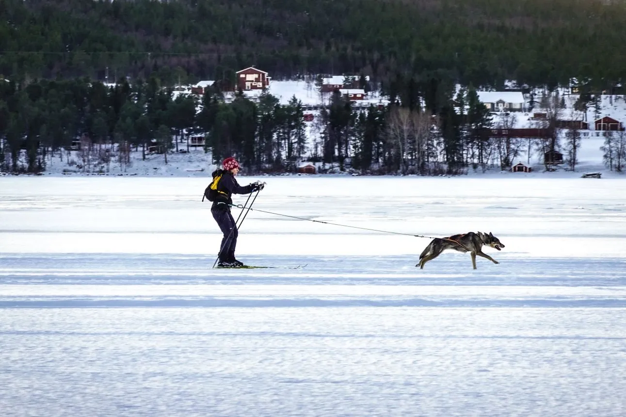 Ski-joëring avec son chien : le guide pour bien débuter