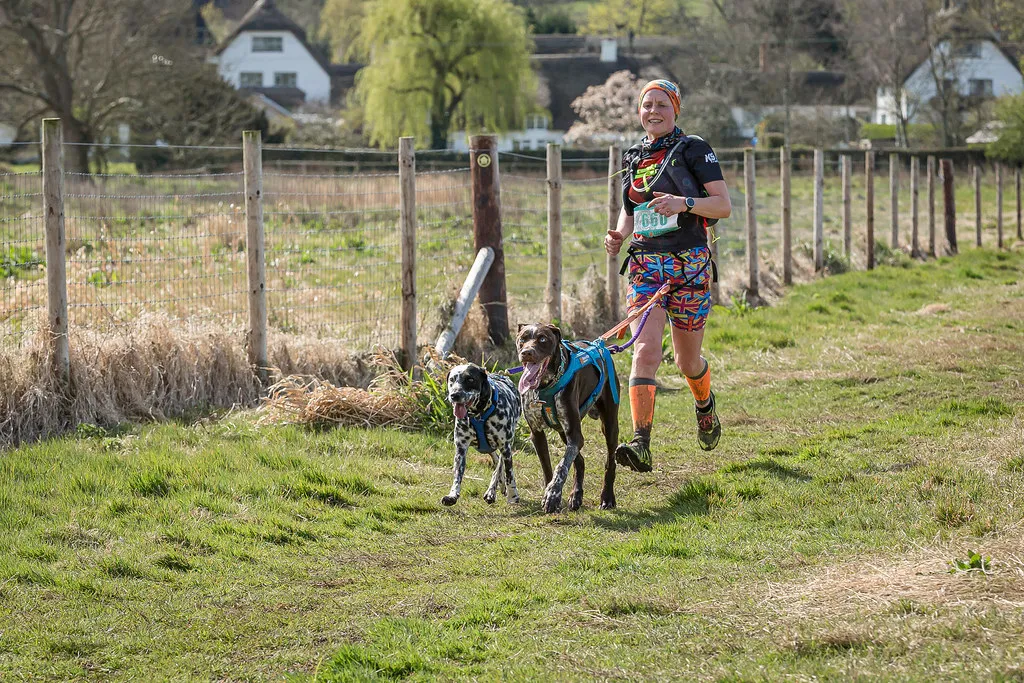 Meilleur harnais trail et canicross pour chien : comparatif 2026