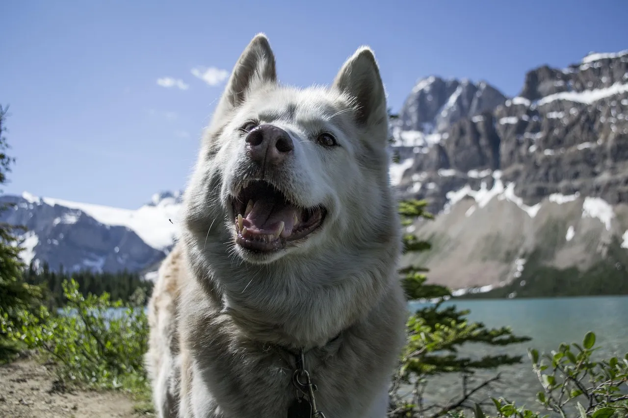 Quel harnais choisir pour randonner avec son chien ?