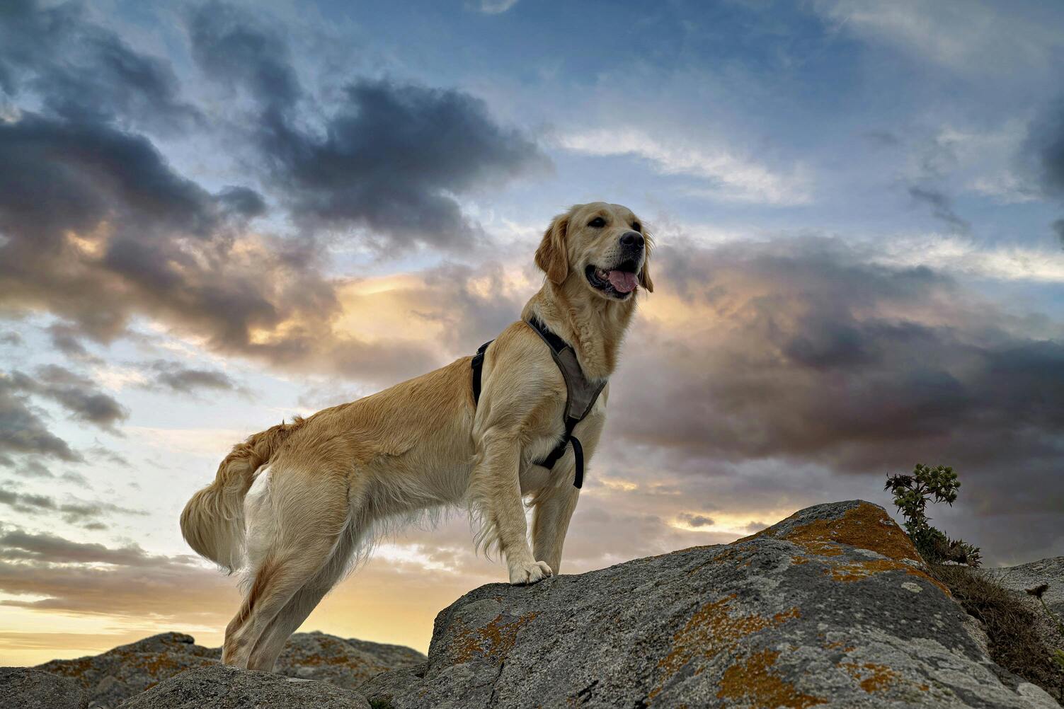 Comparatif harnais grands chiens