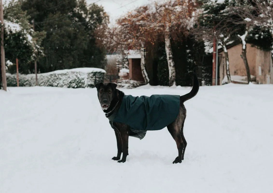 Faut-il mettre un manteau à son chien ?