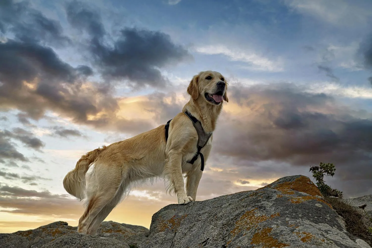 Comparatif harnais de randonnée pour grand chien