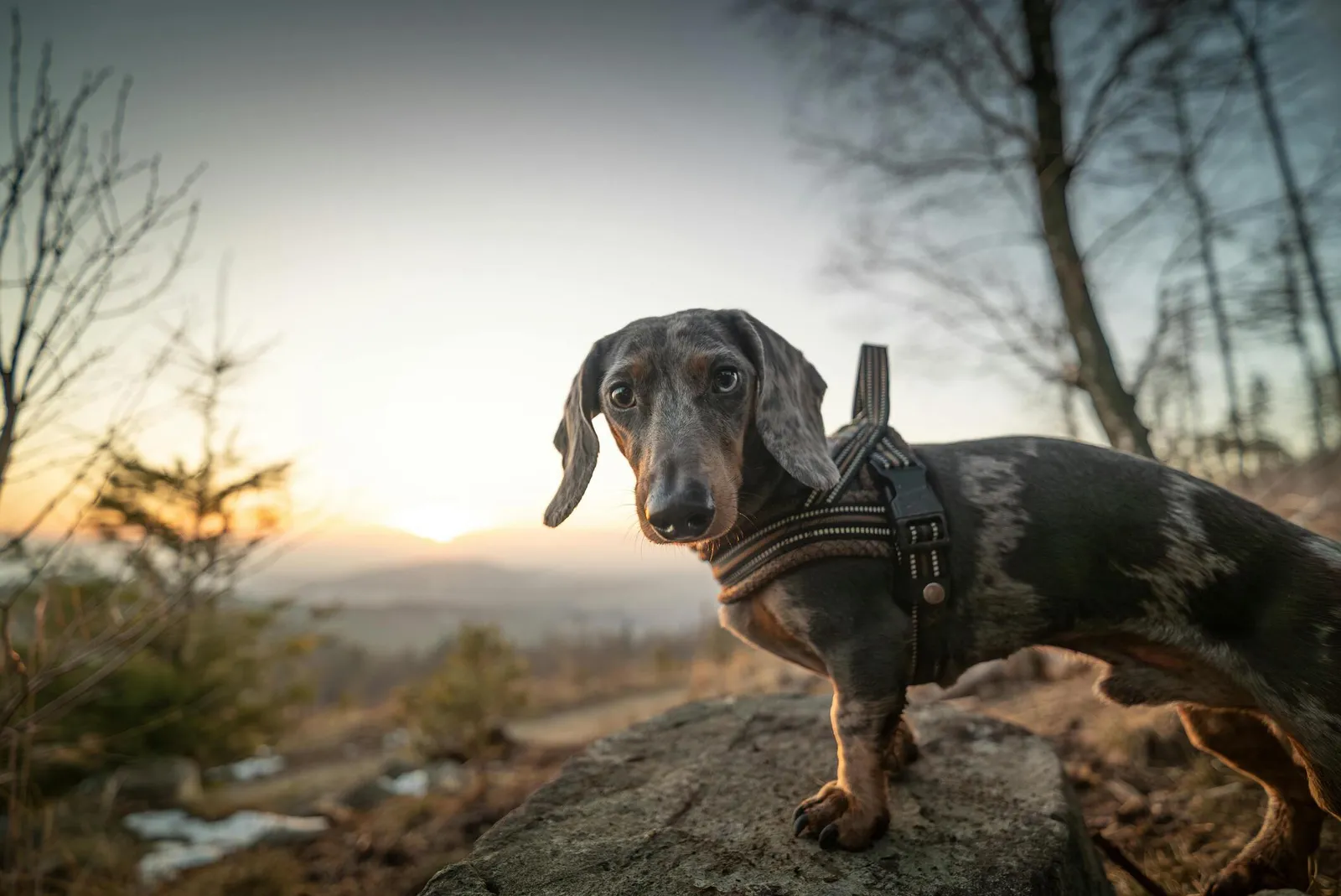 Comparatif harnais de randonnée pour petit chien