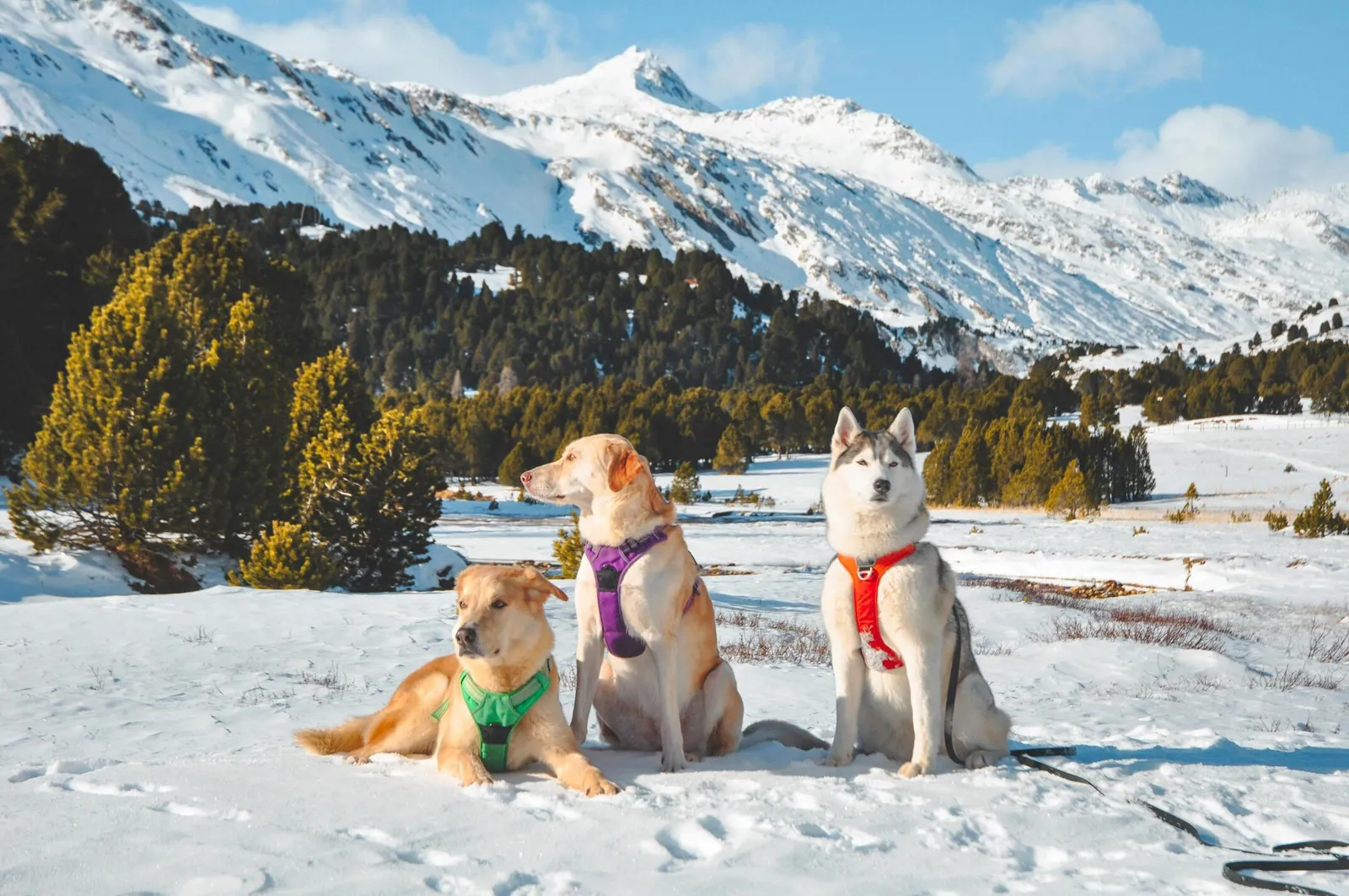 Comparatif des meilleurs harnais de randonnée pour chien