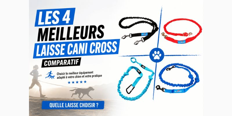 Meilleure laisse canicross : comparatif 2026