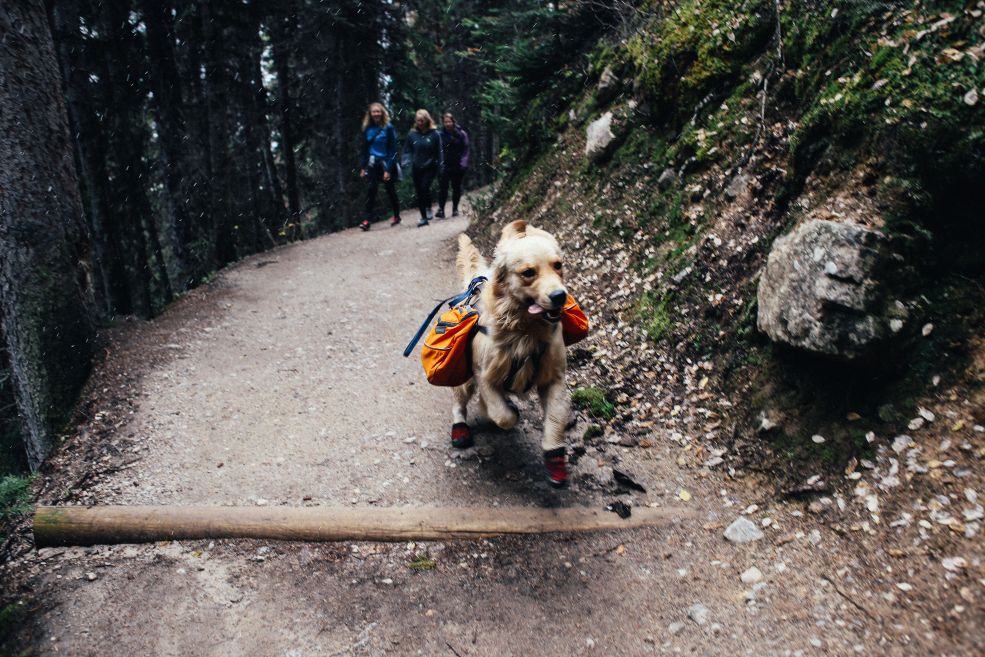 Quel sac à dos choisir pour son chien ? : Guide pratique