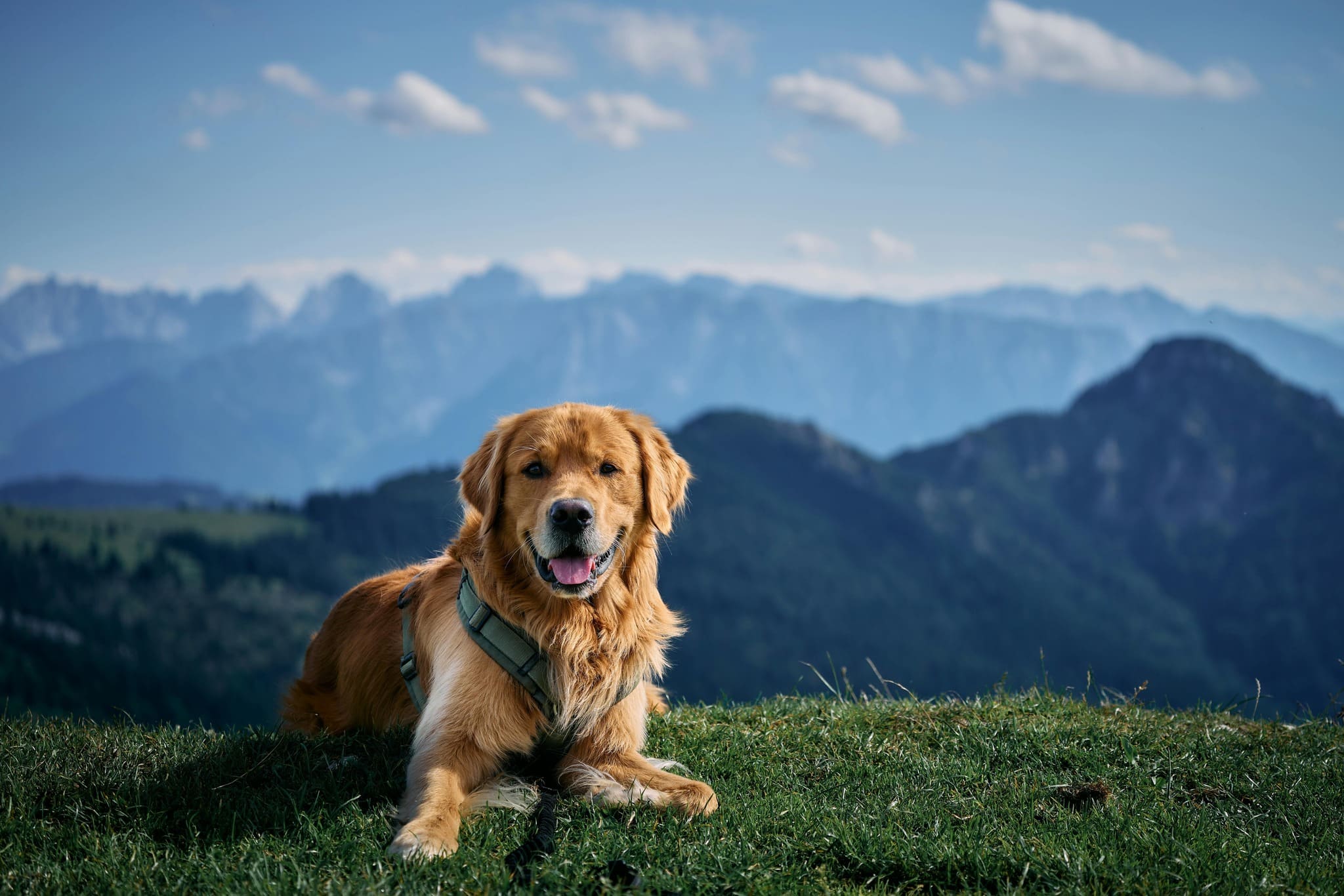 Chien fatigué après l'effort en randonnée — santé et bien-être du chien