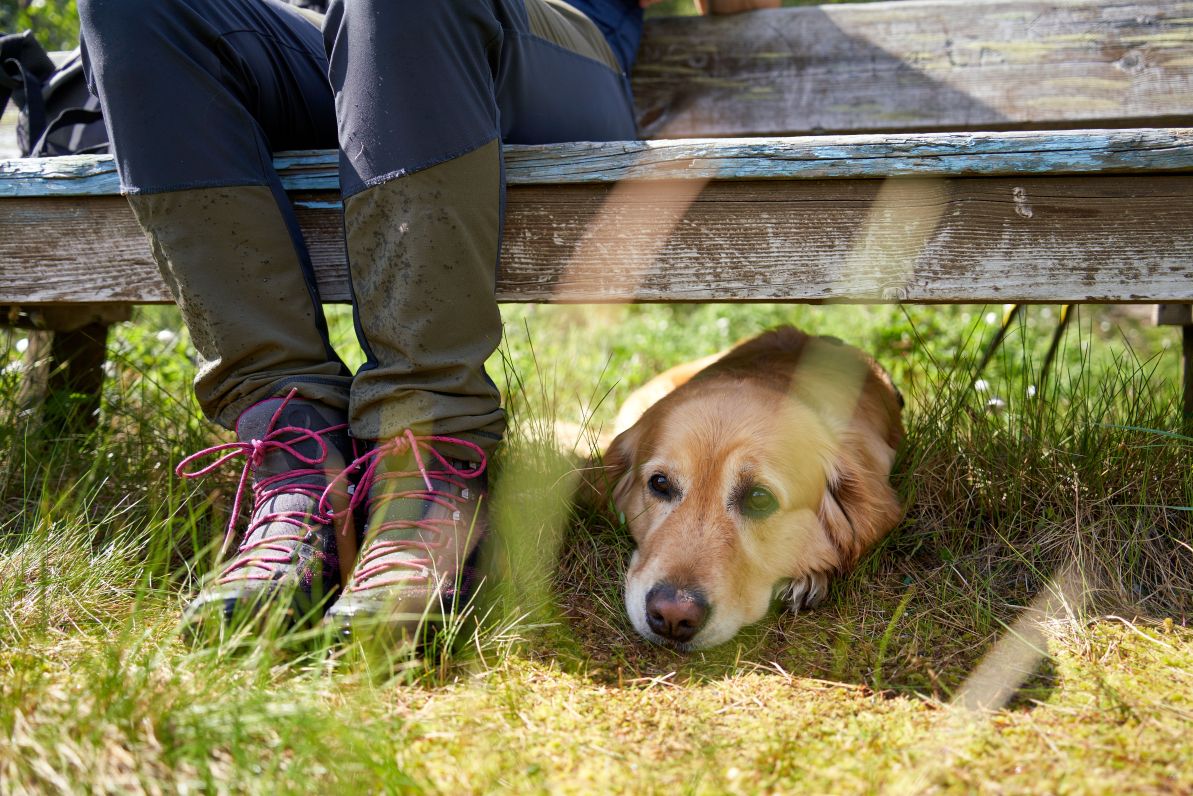 Chien allongé à l'ombre par forte chaleur lors d'une randonnée estivale