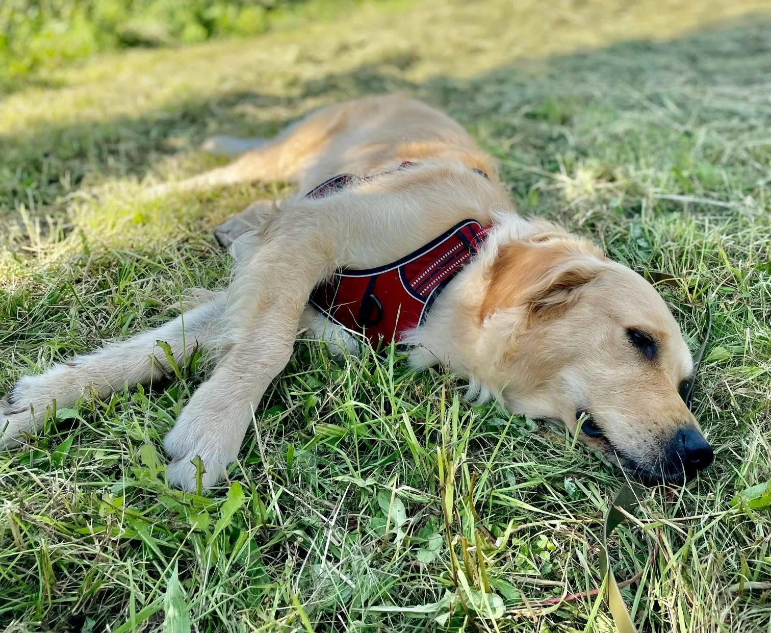 Randonner avec son chien en été : à partir de quelle température c'est dangereux ?