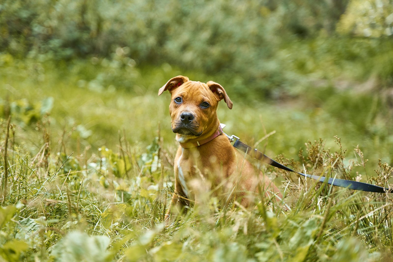 Chien attaché au collier en laisse sur un sentier de randonnée en montagne