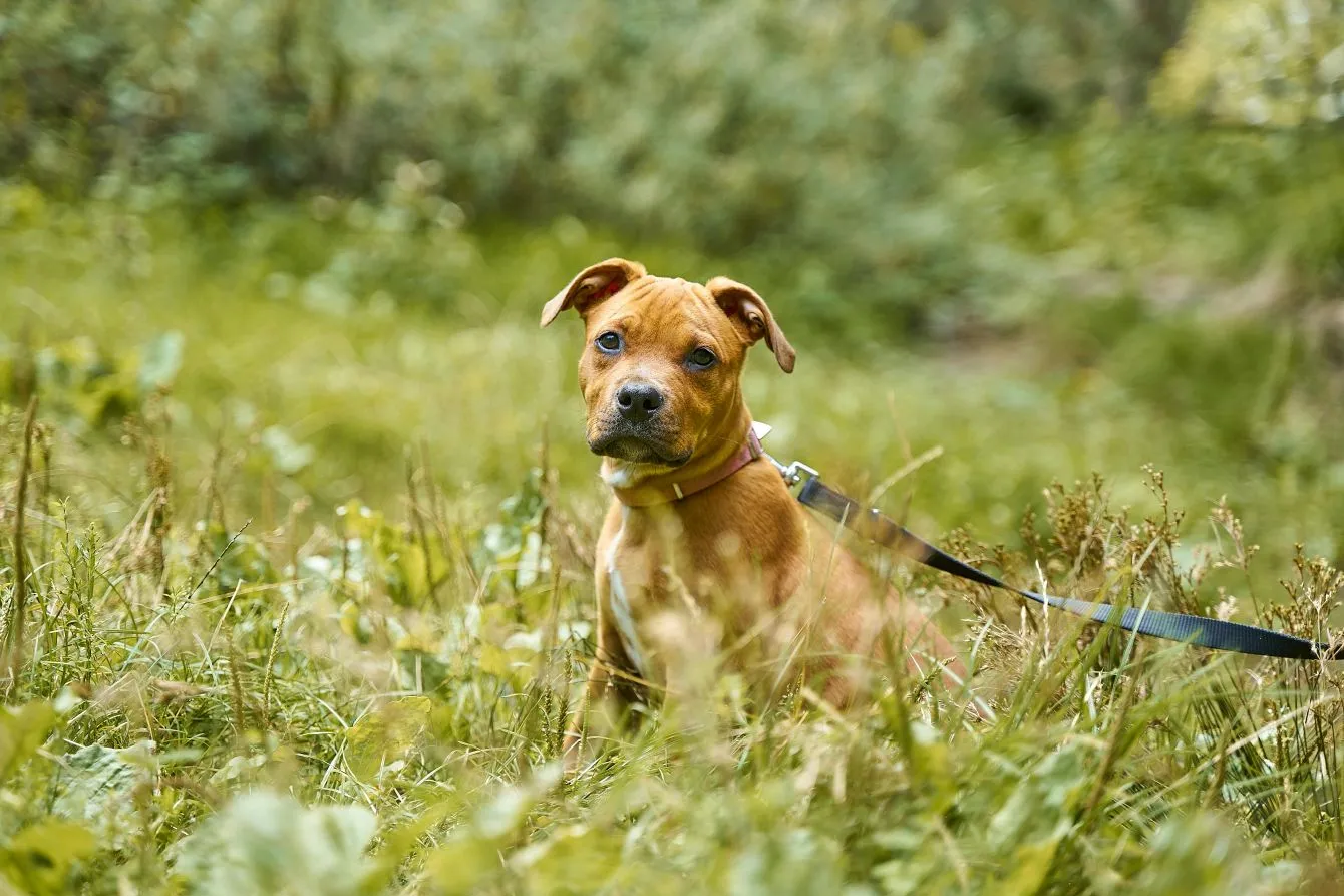 Le collier est-il dangereux pour randonner avec son chien ?