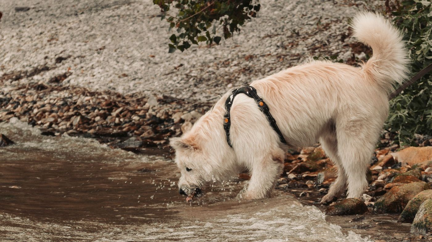 Les chiens peuvent-ils boire l'eau des ruisseaux et rivières ? Quels risques ?