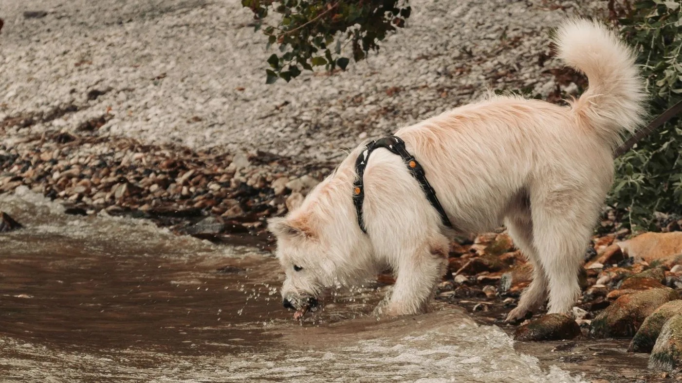 Les chiens peuvent-ils boire l'eau des ruisseaux et rivières ? Quels risques ?
