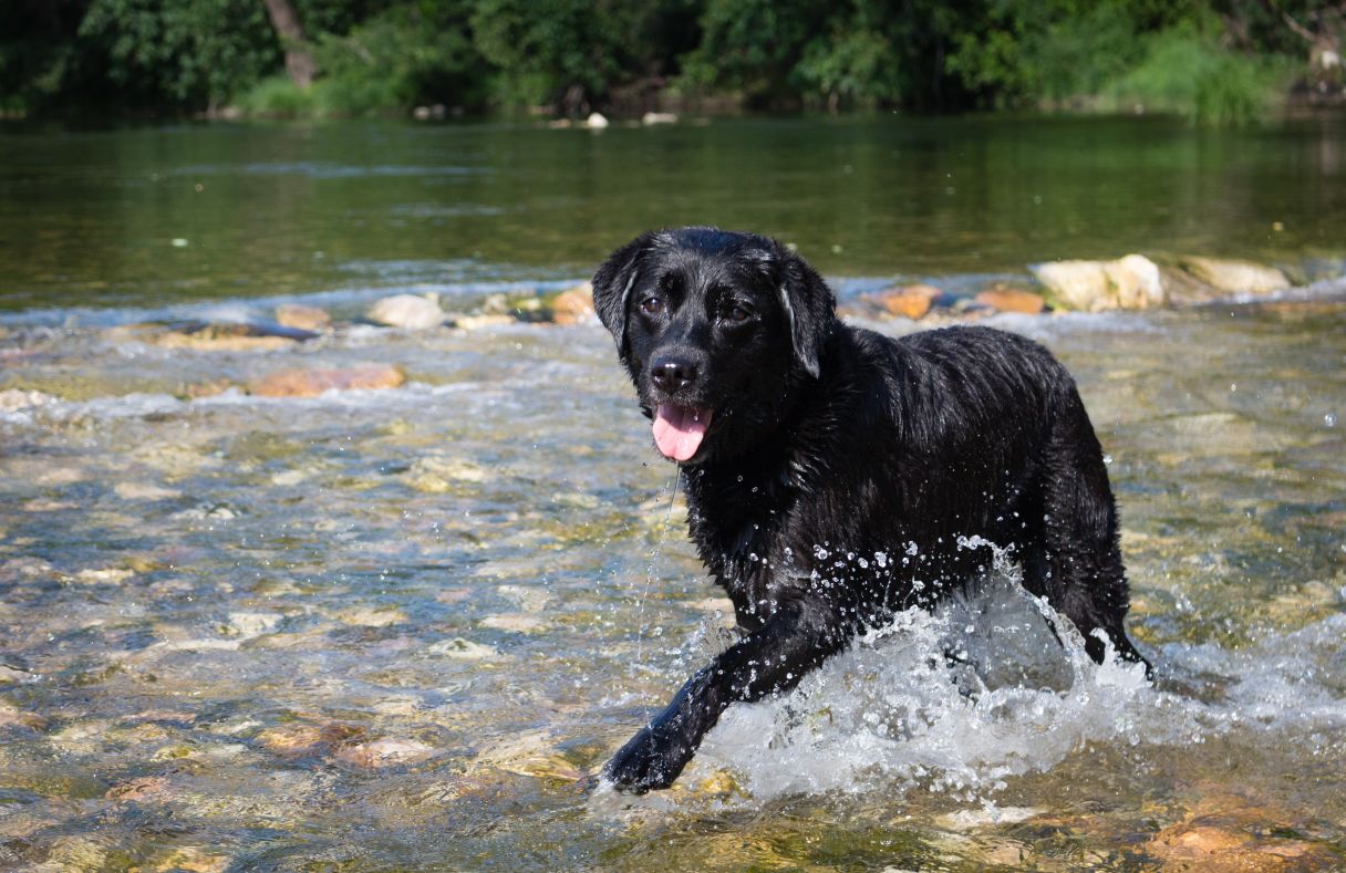 Chien au bord d'un cours d'eau en randonnée, évaluer le risque selon le type de source