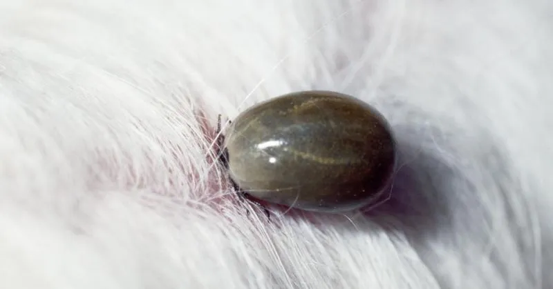 Comment enlever une tique sur un chien