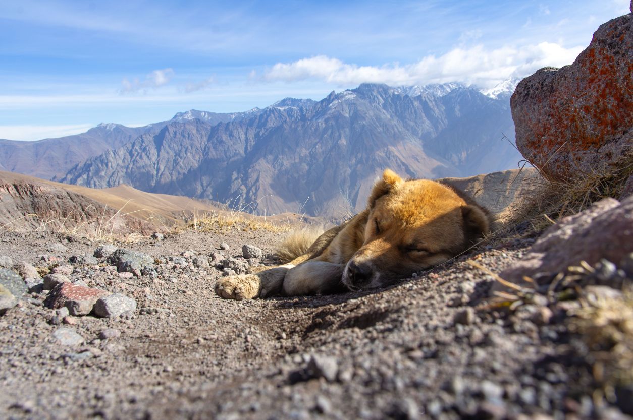 Chien couché au bord d'un sentier de randonnée, langue sortie, pendant une pause