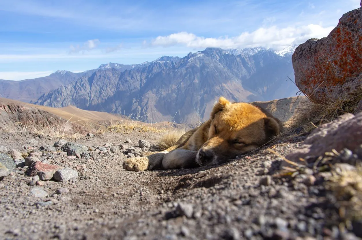 Comment savoir si mon chien est trop fatigué en randonnée