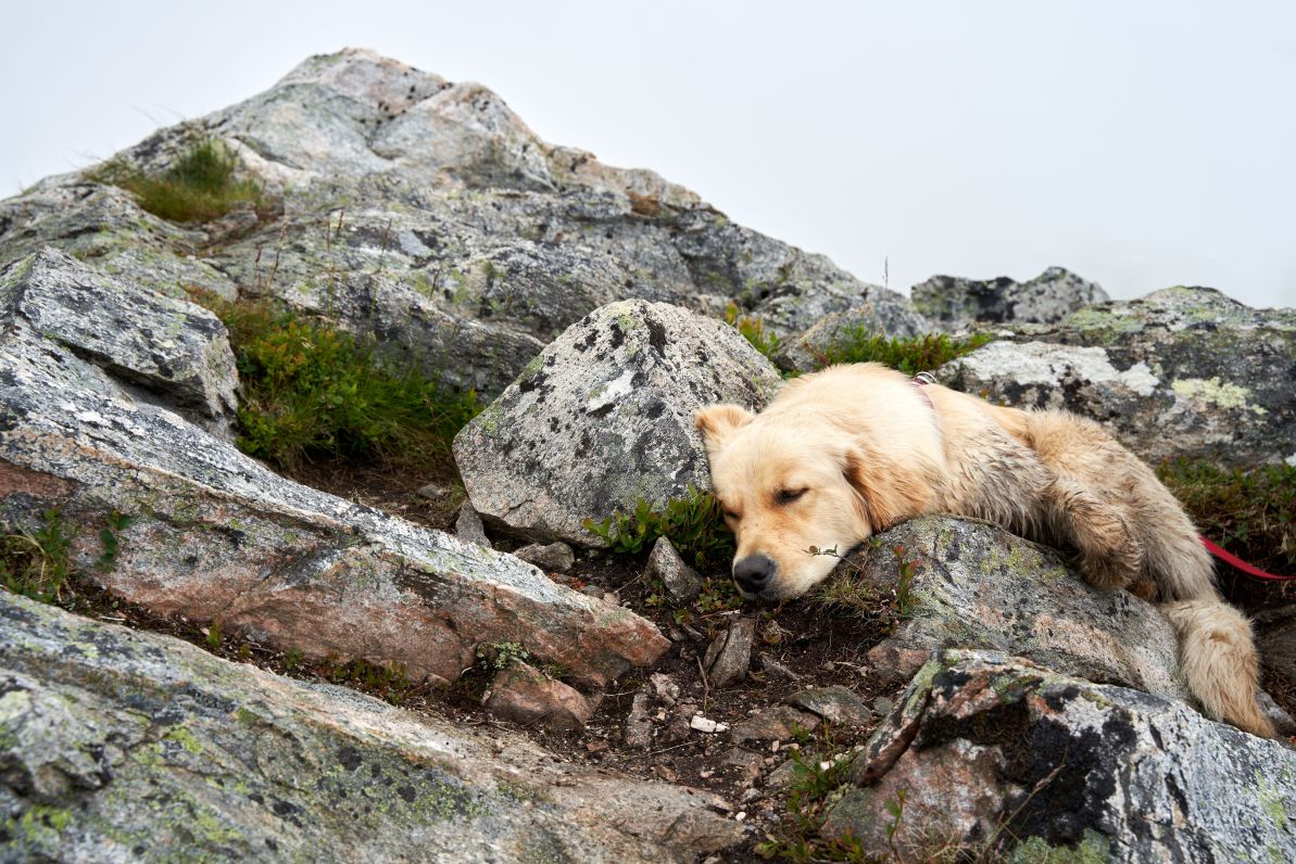 Chien allongé qui se repose après une randonnée