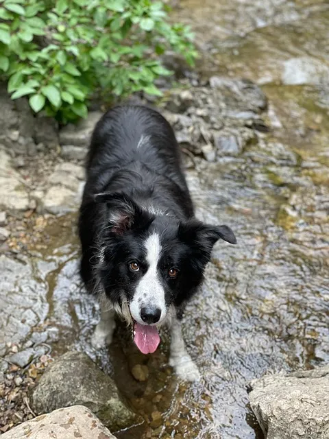 Quelle quantité d'eau prévoir pour son chien en randonnée ?