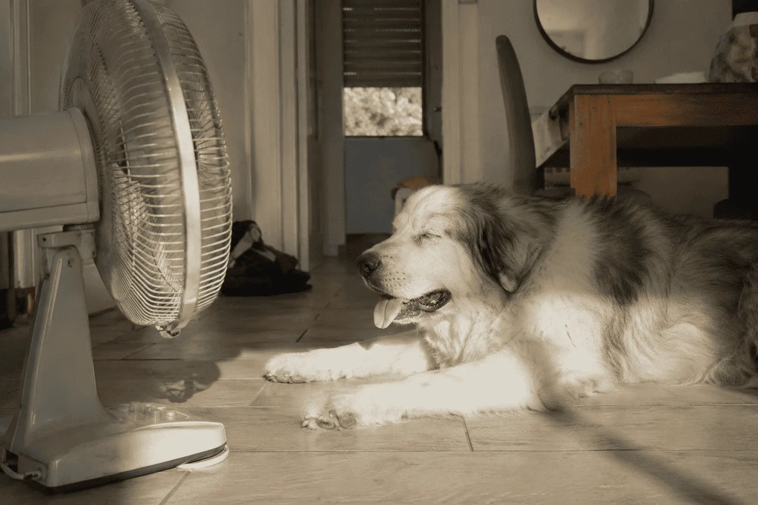 Comment rafraîchir son chien par forte chaleur