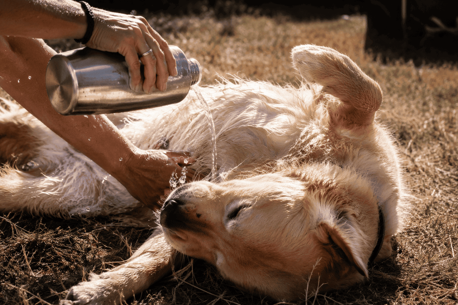 Chien qui se rafraîchit lors d'une sortie par forte chaleur en été