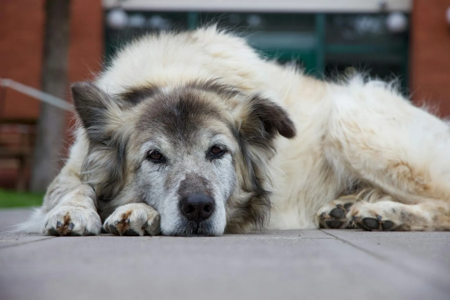 Jusqu'à quel âge un chien peut-il randonner ?