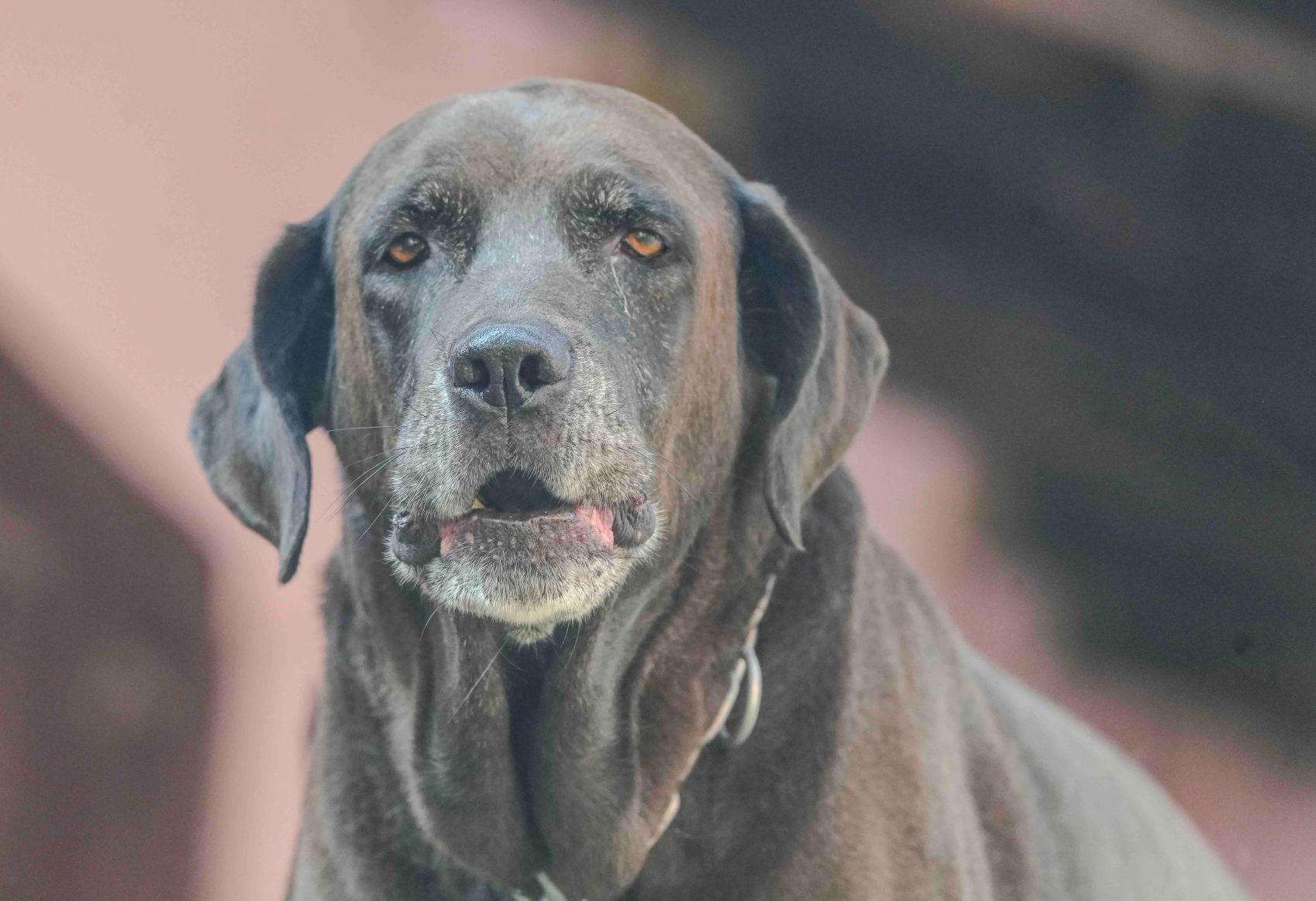 Vieux chien sur un sentier de montagne — randonnée adaptée à l'âge