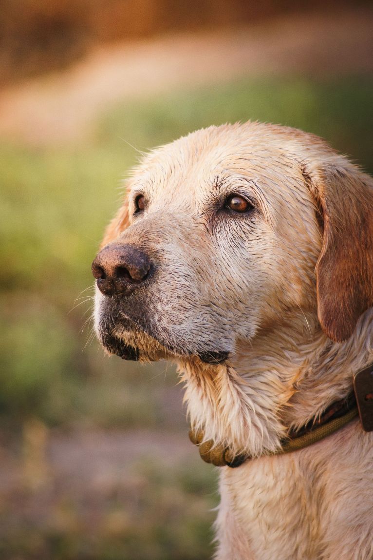 Portrait d'un vieux chien sur le sentier