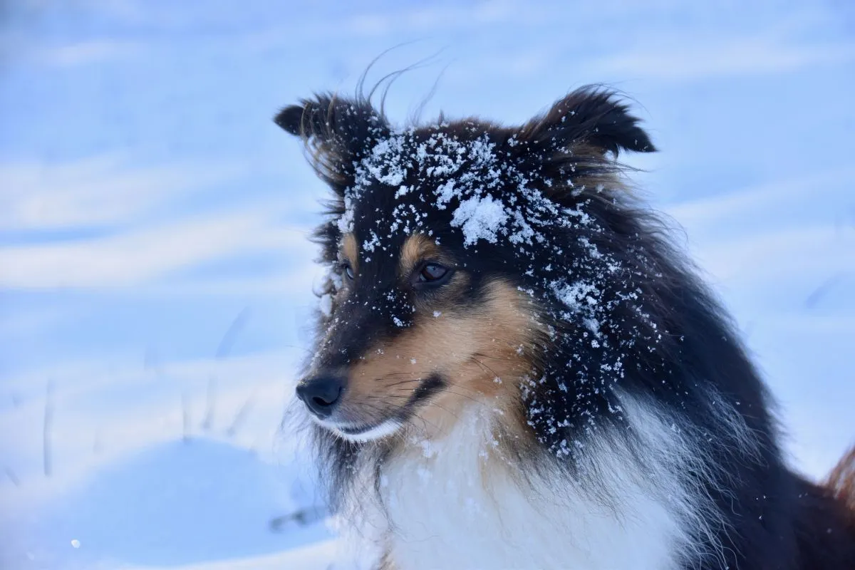 À partir de quelle température un chien a-t-il froid ?